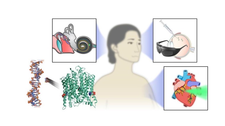 ChReef wurde durch die gezielte Veränderung des genetischen Bauplans eines...