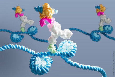 DynaTag in Aktion: Eine pA-Tn5-Sonde (mehrfarbig) bindet einen Antikörper...