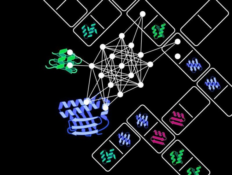 Der Protein Domain Insertion Optimizer, kurz ProDomino, kann vorhersagen,...