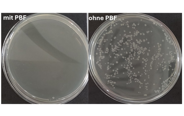 Wachstum von Escherichia coli Bakterien nach Behandlung mit PBF (links) und...