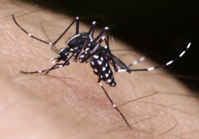 Tigermücke beim Stechen Foto: N. Becker