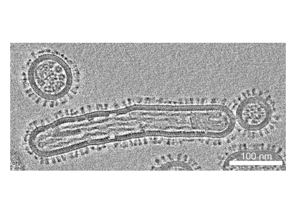 Wie groß die Gefahr bei tierischen Influenza-Viren ist, von Tieren auf den...