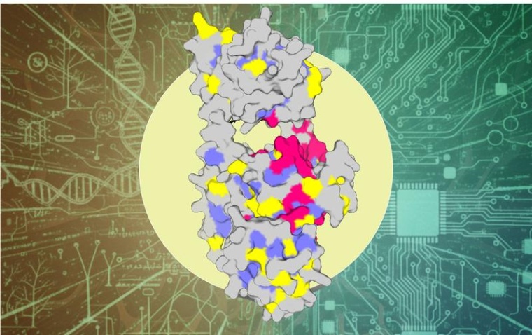 Schematische Darstellung der natürlichen Sequenzinformation kombiniert mit den...