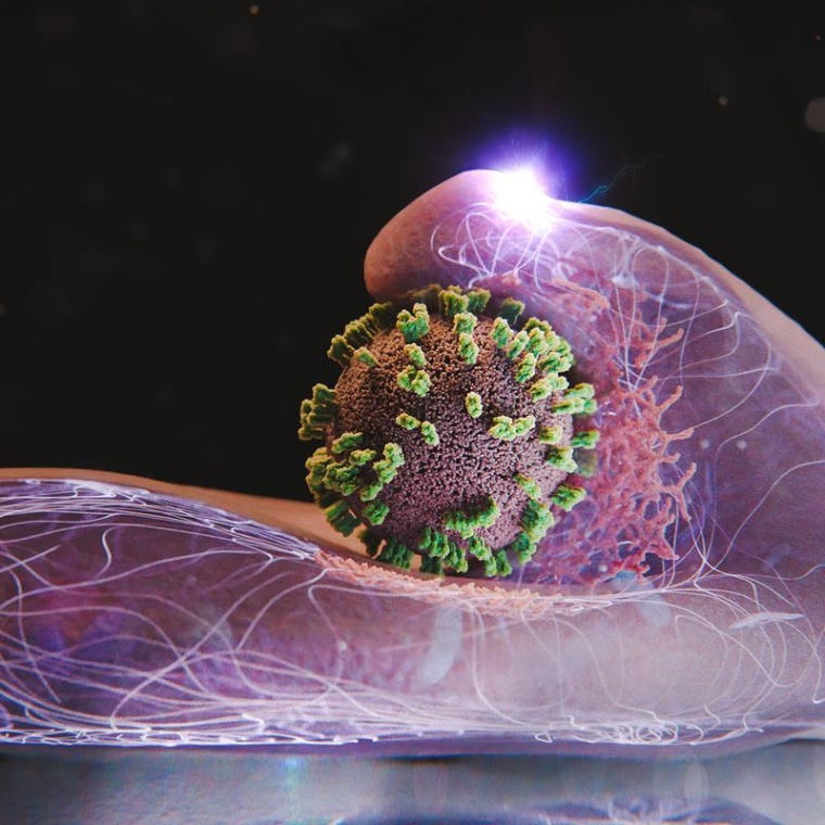 Zellen helfen aktiv mit, Influenzaviren einzufangen und einzuverleiben. Hier...