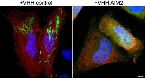 IM2-PYD-Filamente (grün) bilden sich in Anwesenheit eines Kontroll-Nanobodies...