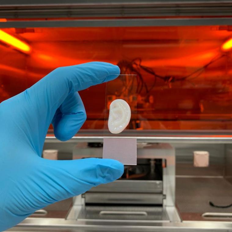 Ein künstliches Ohr, das aus menschlichen Ohrknorpelzellen und Bio-Tinte im...