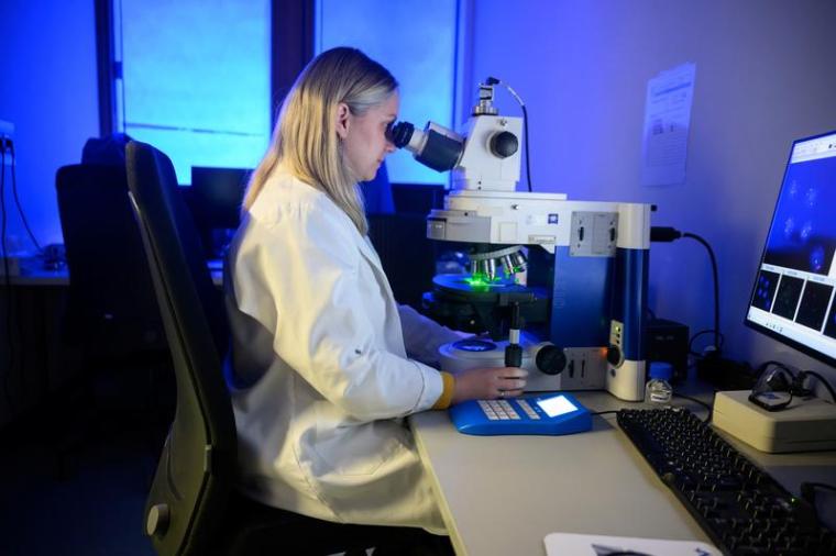 Bei der Fluoreszenz-in-situ-Hybridisierung (FISH) werden spezifische...