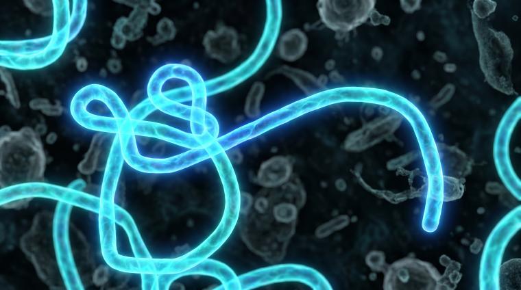 Ebola-Versteck im zentralen Nervensystem