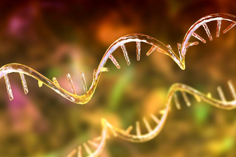 Neue CRISPR-Methode macht die Proteinproduktion in Zellen steuerbar