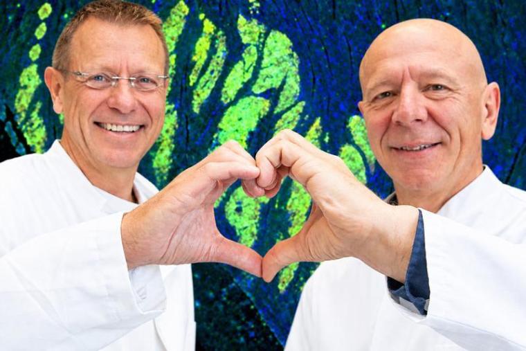 Geballte Forschungskompetenz für die Herzreparatur mit im Labor gezüchteten...