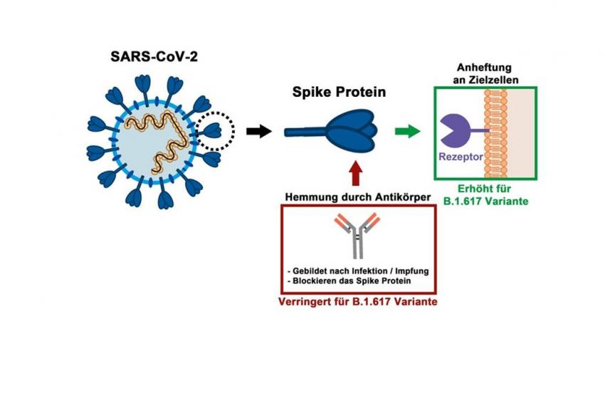 SARS-CoV-2-Variante B.1.617 Macht Es Dem Immunsystem Schwer ...